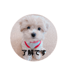 マルプーのシンプルスタンプ（個別スタンプ：8）