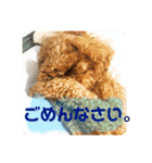 トイプー☆モカ（個別スタンプ：4）