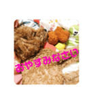 トイプー☆モカ（個別スタンプ：6）