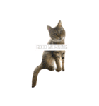 癒し猫と癒し犬の日常言葉（個別スタンプ：1）