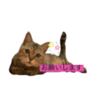 癒し猫と癒し犬の日常言葉（個別スタンプ：4）