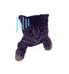 癒し猫と癒し犬の日常言葉（個別スタンプ：5）