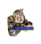 癒し猫と癒し犬の日常言葉（個別スタンプ：6）