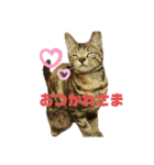 癒し猫と癒し犬の日常言葉（個別スタンプ：7）