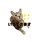 癒し猫と癒し犬の日常言葉（個別スタンプ：8）