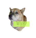 癒し猫と癒し犬の日常言葉（個別スタンプ：9）