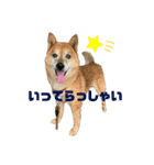 癒し猫と癒し犬の日常言葉（個別スタンプ：10）