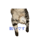 癒し猫と癒し犬の日常言葉（個別スタンプ：11）