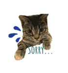 癒し猫と癒し犬の日常言葉（個別スタンプ：14）