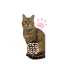 癒し猫と癒し犬の日常言葉（個別スタンプ：15）