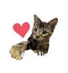 癒し猫と癒し犬の日常言葉（個別スタンプ：16）