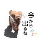 プードルのモカとお友達（個別スタンプ：9）
