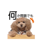 プードルのモカとお友達（個別スタンプ：26）