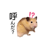 プードルのモカとお友達（個別スタンプ：34）