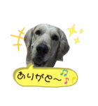 チョイスの日常（個別スタンプ：7）