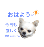 しろくん 3（個別スタンプ：1）