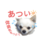 しろくん 3（個別スタンプ：2）