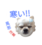 しろくん 3（個別スタンプ：3）