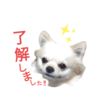 しろくん 3（個別スタンプ：4）