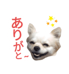 しろくん 3（個別スタンプ：5）