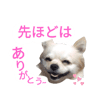しろくん 3（個別スタンプ：6）
