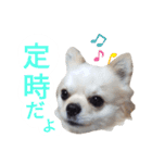 しろくん 3（個別スタンプ：7）