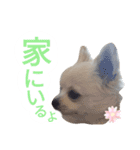 しろくん 3（個別スタンプ：8）