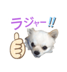 しろくん 3（個別スタンプ：9）