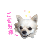 しろくん 3（個別スタンプ：10）