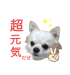 しろくん 3（個別スタンプ：11）