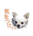 しろくん 3（個別スタンプ：13）