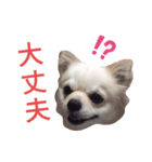 しろくん 3（個別スタンプ：14）
