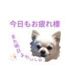 しろくん 3（個別スタンプ：15）