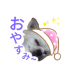 しろくん 3（個別スタンプ：16）