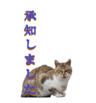 仕事用で使う言葉を野生猫から2～BIG（個別スタンプ：4）