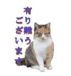 仕事用で使う言葉を野生猫から2～BIG（個別スタンプ：5）