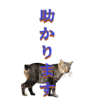 仕事用で使う言葉を野生猫から2～BIG（個別スタンプ：6）