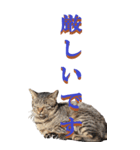 仕事用で使う言葉を野生猫から2～BIG（個別スタンプ：10）