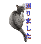 仕事用で使う言葉を野生猫から2～BIG（個別スタンプ：11）