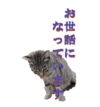 仕事用で使う言葉を野生猫から2～BIG（個別スタンプ：14）