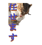 仕事用で使う言葉を野生猫から2～BIG（個別スタンプ：18）