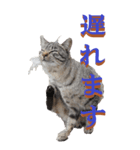 仕事用で使う言葉を野生猫から2～BIG（個別スタンプ：21）