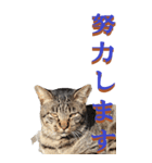 仕事用で使う言葉を野生猫から2～BIG（個別スタンプ：27）