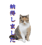 仕事用で使う言葉を野生猫から2～BIG（個別スタンプ：29）