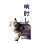 仕事用で使う言葉を野生猫から2～BIG（個別スタンプ：37）