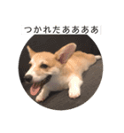サラリーマン子コーギー（個別スタンプ：8）