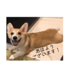 サラリーマン子コーギー（個別スタンプ：9）