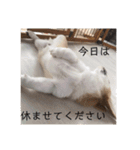 サラリーマン子コーギー（個別スタンプ：13）
