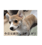サラリーマン子コーギー（個別スタンプ：15）