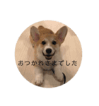 サラリーマン子コーギー（個別スタンプ：16）